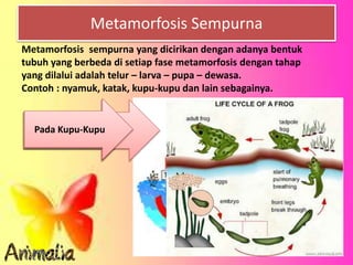 Metamorfosis Sempurna
Metamorfosis sempurna yang dicirikan dengan adanya bentuk
tubuh yang berbeda di setiap fase metamorfosis dengan tahap
yang dilalui adalah telur – larva – pupa – dewasa.
Contoh : nyamuk, katak, kupu-kupu dan lain sebagainya.
Pada NyamukPada KatakPada Kupu-Kupu
 
