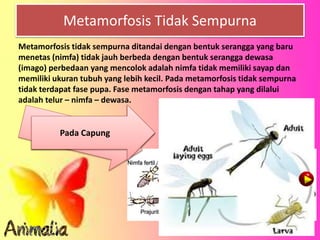 Metamorfosis Tidak Sempurna
Metamorfosis tidak sempurna ditandai dengan bentuk serangga yang baru
menetas (nimfa) tidak jauh berbeda dengan bentuk serangga dewasa
(imago) perbedaan yang mencolok adalah nimfa tidak memiliki sayap dan
memiliki ukuran tubuh yang lebih kecil. Pada metamorfosis tidak sempurna
tidak terdapat fase pupa. Fase metamorfosis dengan tahap yang dilalui
adalah telur – nimfa – dewasa.
Pada BelalangPada Capung
 