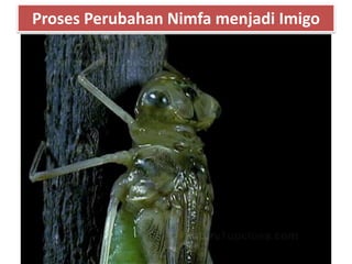 Proses Perubahan Nimfa menjadi Imigo
 