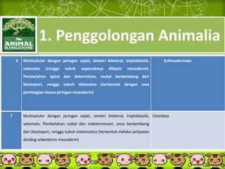 1. Penggolongan Animalia
6 Multiseluler dengan jaringan sejati, simetri bilateral, triploblastik,
selomata (rongga tubuh sepenuhnya dilapisi mesoderm).
Pembelahan spiral dan determinan, mulut berkembang dari
blastopori, rongga tubuh skizoselus (terbentuk dengan cara
pembagian massa jaringan mesoderm)
Echinodermata
7 Multiseluler dengan jaringan sejati, simetri bilateral, triploblastik,
selomata. Pembelahan radial dan indeterminant, anus berkembang
dari blastopori, rongga tubuh enteroselus (terbentuk melalui pelipatan
dinding arkenteron mesoderm)
Chordata
 