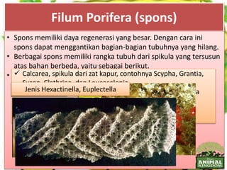 Filum Porifera (spons)
• Spons memiliki daya regenerasi yang besar. Dengan cara ini
spons dapat menggantikan bagian-bagian tubuhnya yang hilang.
• Berbagai spons memiliki rangka tubuh dari spikula yang tersusun
atas bahan berbeda, yaitu sebagai berikut.
• Contoh porifera. Calcarea, spikula dari zat kapur, contohnya Scypha, Grantia,
Sycon, Clathrina, dan Leucoselonia.
 Demospongia, spikula dari silikat atau spongin, contohnya
Euspongia dan Demospongia.
 Hexactinellida, spikula dari bahan silikat, contohnya
Pheronema, Euplectella, dan Hexactinella.
Versi kartunnyaJenis Calcarea : ScyphaDemospongiaJenis Hexactinella, Euplectella
 