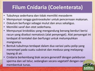 Filum Cnidaria (Coelenterata)
• Tubuhnya sederhana dan tidak memiliki mesoderm
• Mempunyai rongga gastrovaskuler untuk pencernaan makanan.
• Oskulum berfungsi sebagai mulut dan anus sekaligus.
• Memiliki saraf dan otot sederhana.
• Mempunyai knidoblas yang mengandung benang berduri berisi
racun yang disebut nematosis (alat penyengat). Alat penyengat ini
terdapat di tentakel dan berfungsi untuk melumpuhkan
mangsanya.
• Bentuk tubuhnya terdapat dalam dua variasi yaitu polip yang
menempel pada suatu substrat dan medusa yang melayang-
layang di air.
• Cnidaria berkembang biak secara generatif dengan peleburan
sperma dan sel telur, sedangkan secara vegetatif dengan cara
membentuk tunas.
 