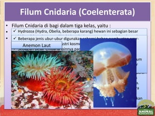 Filum Cnidaria (Coelenterata)
• Filum Cnidaria di bagi dalam tiga kelas, yaitu :
• Manfaat cnidaria bagi manusia :
• Contoh Cnidaria :
 Hydrozoa (Hydra, Obelia, beberapa karang) hewan ini sebagian besar
hidup di laut, hanya sedikit hidup di air tawar, terdapat dalam bentuk
polip dan medusa pada sebagian besar spesies, fase polip seringkali
membentuk koloni.
 Scyphozoa (ubur-ubur, ubur-ubur kotak beracun) hewan ini semua hidup
di laut, tahapan polip tereduksi, bebas berenang, diameter tubuh dapat
mencapai 2 m. Jenisnya ada yang sangat mematikan, yaitu ubur-ubur
tawon yang menghuni hutan Australia.
 Anthozoa (anemon laut, sebagian besar karang, karang berkoloni seperti
kipas) hewan ini semua hidup di laut, tidak ada fase medusa, banyak
spesiesnya membentuk koloni. Memiliki penyengat pada tentakelnya.
Ada yang hidup bersimbiosis dengan kepiting hermit (kumang) secara
mutualisme (saling menguntungkan). Sang kepiting mendapat
perlindungan dari musuh-musuhnya, sedangkan anemon mendapatkan
tumpangan menuju sumber makanan baru.
 Beberapa jenis ubur-ubur digunakan sebagai bahan pembuatan agar-
agar dan bahan baku industri kosmetik.
 Sebagian besar Cnidaria lainnya pada ekosistem laut memiliki peran
ekologis yang penting, seperti membentuk batu karang penahan
gelombang. Terumbu karang yang terdiri dari spesies-spesies dari filum
Porifera dan Cnidaria membentuk pemandangan yang indah di dasar
laut.
Ubur-uburhydraAnemon Laut
 