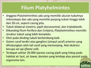 Filum Platyhelmintes
• Anggota Platyhelminthes ada yang memiliki ukuran tubuhnya
mikroskopis dan ada yang memiliki panjang tubuh hingga lebih
dari 20 cm, seperti cacing pita.
• Tubuh bilateral simetris, pipih dorsoventral, dan triploblastik.
• Dibanding filum Porifera dan Cnidaria, Platyhelminthes memiliki
struktur tubuh yang lebih kompleks.
• Otot pada dinding tubuh berkembang baik
• Sistem saraf terdiri atas ganglion (simpul saraf) anterior yang
dihubungkan oleh tali saraf yang memanjang. Alat ekskresi
berupa sel api (flame cell).
• Terdapat sekitar 20.000 spesies cacing pipih yang hidup pada
habitat air laut, air tawar, daratan yang lembap atau parasit pada
organisme lain.
 