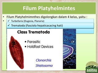 Filum Platyhelmintes
• Filum Platyhelmimnthes digolongkan dalam 4 kelas, yaitu :
• Contoh : Turbellaria (Dugesia, Planaria)
 Monogenea (Schistosoma mansoni)
 Trematoda (Fasciola hepaticacacing hati)
 Cestoidea (Cacing pita-Taenia solium, Taenia saginata)
Turbellaria (Dugesia, Planaria) Monogenea (Schistosoma mansoni) Trematoda (Fasciola hepaticacacing hati)
 
