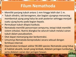 Filum Nemathoda
• Memiliki panjang tubuh antara 1 mm hingga lebih dari 1 m.
• Tubuh silindris, tak bersegmen, dan bagian ujungnya meruncing
membentuk ujung yang halus ke arah posterior sehingga menjadi
suatu ujung buntu pada bagian kepala.
• Permukaan tubuh dilapisi kutikula.
• Nematoda memiliki pencernaan sempurna, tetapi tidak memiliki
sistem sirkulasi. Nutrisi diangkut ke seluruh tubuh melalui cairan
tubuh dalam pseudoselom.
• Otot dapat memanjang dan berkontraksi.
• Umumnya Nematoda bereproduksi secara seksual dengan
fertilisasi internal.
• Diperkirakan terdapat sekitar 90.000 spesies Nematoda yang hidup
di habitat akuatik, tanah yang lembab, didalam jaringan tumbuhan,
serta didalam cairan dan jaringan hewan.
 