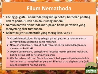 Filum Nemathoda
• Cacing gilig atau nematoda yang hidup bebas, berperan penting
dalam pembusukan dan daur ulang mineral.
• Namun banyak Nematoda merupakan hama pertanian yang
menyerang akar tumbuhan.
• Beberapa jenis Nematoda yang merugikan, yaitu :
 Ascaris lumbricoides, hidup sebagai parasit pada usus halus manusia.
Larvanya masuk bersama–sama makanan.
 Necator americanus, parasit pada manusia, larva masuk dengan cara
menembus kulit kaki.
 Oxyuris vermicularis, cacing kremi, larvanya masuk bersama makanan.
Cacing betina saat bertelur menuju anus.
 Wucheria bancrofti dan Filaria brancrofti, hidup parasit pada pembuluh
limfa manusia, menyebabkan penyakit Filariasis atau elephantiasis (kaki
gajah), vektornya nyamuk Culex.
 