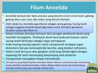 Filum Annelida
• Annelida berasal dari kata annulus yang berarti cincin-cincin kecil, gelang-
gelang atau ruas-ruas, dan oidus yang berarti bentuk.
• Saluran pencernaan, pembuluh saraf dan tali saraf memanjang
menembus septa itu. Sistem pencernaan terdiri atas: faring, esophagus,
tembolok, empedal, dan usus halus.
• Sistem sirkulasi tertutup tersusun atas jaringan pembuluh darah yang
memiliki hemoglobin. Pembuluh darah kecil pada permukaan tubuh
cacing tanah berfungsi sebagai organ pernapasan.
• Pada masing-masing segmen tubuh cacing tanah terdapat organ
ekskretoris berupa metanephridia bersilia, yang disebut nefrostom.
• Sistem saraf tersusun atas ganglion saraf yang dihubungkan dengan
sepasang tali saraf memanjang disepanjang arah posterior.
• Cacing tanah merupakan hewan hermafrodit.
• Perkembangbiakan vegetatifnya dengan cara fragmentasi tubuh yang
diikuti dengan regenerasi.
Oleh sebab itu, Annelida juga dikenal sebagai cacing gelang. Cacing tanah
sebagai anggota Annelida dapat digunakan untuk memberi gambaran
struktur umum dari filum ini.
Sel sperma yang dipertukarkan disimpan dalam klitelum untuk kemudian diselubungi
mukus (lendir) membentuk kokon. Kokon dilepas dalam tanah dan berkembang
menjadi embrio yang siap menjadi individu baru.
 