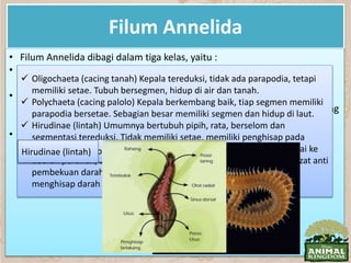 Filum Annelida
• Filum Annelida dibagi dalam tiga kelas, yaitu :
• Terdapat sekitar 15.000 spesies Annelida yang telah diketahui menghuni
habitat laut, air tawar dan tanah yang lembab.
• Annelida yang hidup di tanah, berperan penting dalam memperbaiki
struktur tanah untuk pertanian dan mengembalikan mineral yang penting
untuk menjaga kesuburan tanah.
• Gambar :
 Oligochaeta (cacing tanah) Kepala tereduksi, tidak ada parapodia, tetapi
memiliki setae. Tubuh bersegmen, hidup di air dan tanah.
 Polychaeta (cacing palolo) Kepala berkembang baik, tiap segmen memiliki
parapodia bersetae. Sebagian besar memiliki segmen dan hidup di laut.
 Hirudinae (lintah) Umumnya bertubuh pipih, rata, berselom dan
segmentasi tereduksi. Tidak memiliki setae, memiliki penghisap pada
kedua ujung tubuh. Cacing ini menghuni daratan yang lembab sampai ke
daerah perairan, seperti sungai, dan rawa. Cacing ini mengeluarkan zat anti
pembekuan darah yang dinamakan hirudin, agar ia dapat leluasa
menghisap darah mangsanya, yaitu hewan vertebrata.
Oligochaeta (cacing tanah)Polychaeta (cacing palolo)Hirudinae (lintah)
 