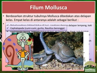 Filum Mollusca
• Mollusca merupakan hewan bertubuh lunak yang dilindungi oleh
cangkang keras yang tersusun dari senyawa kalsium karbonat, kecuali
cumi-cumi dan gurita yang cangkangnya tereduksi. Tubuh Mollusca terdiri
atas tiga bagian.
• Kaki berotot, yang digunakan untuk pergerakan.
• Massa visceral, yang mengandung organ-organ internal.
• Mantel, berfungsi melindungi massa visceral dan mensekresikan bahan
pembuat cangkang.
• Banyak di antara spesies Mollusca yang memiliki nilai ekonomi bagi
manusia, yakni sebagai bahan makanan sumber protein. Kerang mutiara
sengaja dibudidayakan agar menghasilkan mutiara. Dalam ekosistem
laut, Mollusca berperan sebagai konsumen pada berbagai tingkatan
dalam menjaga keseimbangan rantai makanan.
• Berdasarkan struktur tubuhnya Mollusca dibedakan atas delapan
kelas. Empat kelas di antaranya adalah sebagai berikut :
• Contoh Mollusca : Polyplacophora (chiton) hidup di laut, cangkang dengan delapan lempeng, kaki
digunakan untuk bergerak maju, kepala tereduksi.
 Gastropoda (keong, bekicot) Hidup di laut, air tawar atau darat, tubuh tidak
simetris, umumnya bercangkang memelintir, pada beberapa spesies memiliki
kaki untuk lokomosi (pergerakan), mulut memiliki radula.
 Bivalvia (remis, kerang hijau, tiram) hidup di laut dan air tawar, cangkang pipih
atau rata dengan dua katup, kepala tereduksi, insang berpasangan, sebagian
besar makan dengan menyaring, mantel membentuk sifon.
 Cephalopoda (cumi-cumi, gurita, Nautilus berongga) Hidup di laut, kepala
dikelilingi tentakel yang menjerat. Umumnya tentakelnya memiliki penyedot,
cangkang eksternal atau internal, mulut dengan atau tanpa radula, lokomosi
(pergerakan) menggunakan tekanan air melalui sifon yang terbuat dari mantel.
Polyplacophora (chiton)Gastropoda (keong, bekicot) Cephalopoda (cumi-cumi, gurita, Nautilus berongga)
 