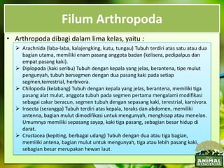 Filum Arthropoda
• Secara umum tubuh Arthropoda bersegmen dengan eksoskeleton yang
keras dari senyawa protein dan chitin. Memiliki tungkai yang bersendi.Tubuh
ditutupi oleh kutikula.
• Organ sensoris berkembang dengan baik, meliputi mata, reseptor pembau,
dan antena untuk peraba.
• Arthtropoda memiliki sistem sirkulasi terbuka, cairan tubuh yang disebut
hemolimfa didorong oleh suatu jantung, masuk ke ruang sinus yang
mengelilingi jaringan dan organ.
• Terdapat organ khusus untuk pertukaran gas, seperti spesies akuatik yang
bernafas dengan sejenis insang tipis dan berbulu. Pada Arthropoda
terrestrial menggunakan trakea untuk pertukaran gas.
• Arhropoda dapat digunakan sebagai bahan makanan sumber protein
dengan nilai ekonomi tinggi, seperti golongan udang. Banyak diantaranya
juga merupakan hama pertanian dan vektor berbagai penyakit pada
manusia, terutama dari golongan serangga.
• Arthropoda dibagi dalam lima kelas, yaitu :
 Arachnida (laba-laba, kalajengking, kutu, tungau) Tubuh terdiri atas satu atau dua
bagian utama, memiliki enam pasang anggota badan (kelisera, pedipalpus dan
empat pasang kaki).
 Diplopoda (kaki seribu) Tubuh dengan kepala yang jelas, berantena, tipe mulut
pengunyah, tubuh bersegmen dengan dua pasang kaki pada setiap
segmen,terrestrial, herbivora.
 Chilopoda (kelabang) Tubuh dengan kepala yang jelas, berantena, memiliki tiga
pasang alat mulut, anggota tubuh pada segmen pertama mengalami modifikasi
sebagai cakar beracun, segmen tubuh dengan sepasang kaki, terestrial, karnivora.
 Insecta (serangga) Tubuh terdiri atas kepala, toraks dan abdomen, memiliki
antenna, bagian mulut dimodifikasi untuk mengunyah, menghisap atau menelan.
Umumnya memiliki sepasang sayap, kaki tiga pasang, sebagian besar hidup di
darat.
 Crustacea (kepiting, berbagai udang) Tubuh dengan dua atau tiga bagian,
memiliki antena, bagian mulut untuk mengunyah, tiga atau lebih pasang kaki,
sebagian besar merupakan hewan laut.
 