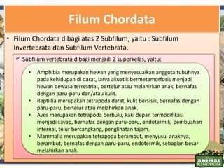 Filum Chordata
• Sekalipun anggota filum Chordata sangat bervariasi, tetapi mereka
memiliki ciri anatomi yang khas, yaitu: notokord, tali saraf dorsal
berlubang, celah faring, dan ekor pascaanus berotot.
• Notokord, merupakan batang fleksibel dan longitudinal, terdapat di
antara saluran pencernaan dan tali saraf. Notokord menyokong kerangka
di sepanjang tubuh hewan Chordata.
• Tali saraf dorsal berlubang, berkembang dari jaringan ektoderm yang
menggulung membentuk tabung yang terletak di bagian dorsal
notokord. Tali saraf ini berkembang menjadi sistem saraf pusat, yaitu
otak dan sumsum tulang belakang. Anggota filum lain memiliki tali saraf
tidak berlubang dan terletak di bagian ventral tubuh.
• Celah faring, merupakan suatu struktur yang memungkinkan air yang
masuk melalui mulut dapat keluar tanpa harus terus mengalir melalui
seluruh saluran pencernaan.
• Ekor pascaanus berotot. Sebagian besar Chordata memiliki ekor
memanjang kearah posterior tubuh. Ekor Chordata memiliki otot
kerangka. Pada Chordata akuatik, struktur ini digunakan sebagai
pendorong ketika bergerak.
• Filum Chordata dibagi atas 2 Subfilum, yaitu : Subfilum
Invertebrata dan Subfilum Vertebrata.
 Subfilum Invertebrata terdiri atas Urochordata dan Cephalochordata.
Subfilum Vertebrata dibagi atas dua superkelas, yaitu Superkelas Agnatha
dan Gnathostomata. Superkelas Agnatha terdiri atas 2 kelas, yaitu Myxini
dan Cephalaspidomorphi. Sedangkan, superkelas Gnathostomata terdiri
atas 6 kelas, yaitu Chondrichtyes, Osteichtyes, Amphibia, Reptilia, Aves,
dan Mammalia.
 Spesies-spesies anggota Subfilum Invetebrata sebagian besar hidup di laut
sebagai plankton. Di antaranya ada yang hidup bebas, menempel pada
batuan, galangan kapal atau pada dinding sampan. Spesies-spesies ini
tidak memiliki nilai ekonomis yang penting. Sebaliknya banyak spesies
anggota Subfilum Vertebrata memiliki nilai ekonomis penting bagi
manusia.
 Subfilum vertebrata dibagi menjadi 2 superkelas, yaitu:
1. Agnatha yaitu Vertebrata tak berahang, kerangka bertulang rawan,
lidah seperti parut, notokord tidak berubah menjadi vertebra,
anggota tubuh tidak berpasangan, hidup di laut dan air tawar.
Agnatha dibagi menjadi 2 kelas diantaranya adalah sebagai berikut :
• Myxini merupakan hewan pemakan bangkai hidup di laut, mulut
dikelilingi tentakel pendek, tidak ada fase larva.
• Cephalospidomorphi merupakan hewan yang hidup di laut dan air
tawar, mulut dikelilingi penghisap, ada fase larva hidup bebas,
setelah dewasa parasit pada organisme lain.
2. Gnathostomata yaitu Vertebrata dengan rahang berengsel, pada
hewan dewasa notokord digantikan vertebra, anggota tubuh
berpasangan.
Gnathostomata dibagi menjadi beberapa kelas diantaranya adalah
sebagai berikut :
• Chondrichtyes merupakan ikan bertulang rawan, memiliki rahang,
respirasi dengan insang, pembuahan internal, bertelur atau
melahirkan anak, memiliki indera yang berkembang dengan baik.
• Osteichtyes merupakan ikan bertulang keras, kerangka dan rahang
bertulang, sebagian besar fertilisasi eksternal, telur banyak, bernafas
dengan insang, hidup di laut dan air tawar.
• Amphibia merupakan hewan yang menyesuaikan anggota tubuhnya
pada kehidupan di darat, larva akuatik bermetamorfosis menjadi
hewan dewasa terrestrial, bertelur atau melahirkan anak, bernafas
dengan paru-paru dan/atau kulit.
• Reptillia merupakan tetrapoda darat, kulit bersisik, bernafas dengan
paru-paru, bertelur atau melahirkan anak.
• Aves merupakan tetrapoda berbulu, kaki depan termodifikasi
menjadi sayap, bernafas dengan paru-paru, endotermik, pembuahan
internal, telur bercangkang, penglihatan tajam.
• Mammalia merupakan tetrapoda berambut, menyusui anaknya,
berambut, bernafas dengan paru-paru, endotermik, sebagian besar
melahirkan anak.
 