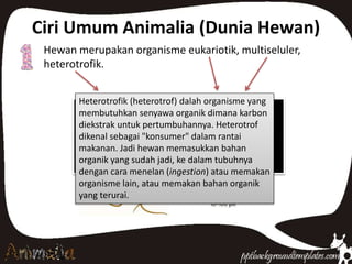 Ciri Umum Animalia (Dunia Hewan)
Hewan merupakan organisme eukariotik, multiseluler,
heterotrofik.
Heterotrofik (heterotrof) dalah organisme yang
membutuhkan senyawa organik dimana karbon
diekstrak untuk pertumbuhannya. Heterotrof
dikenal sebagai "konsumer" dalam rantai
makanan. Jadi hewan memasukkan bahan
organik yang sudah jadi, ke dalam tubuhnya
dengan cara menelan (ingestion) atau memakan
organisme lain, atau memakan bahan organik
yang terurai.
 