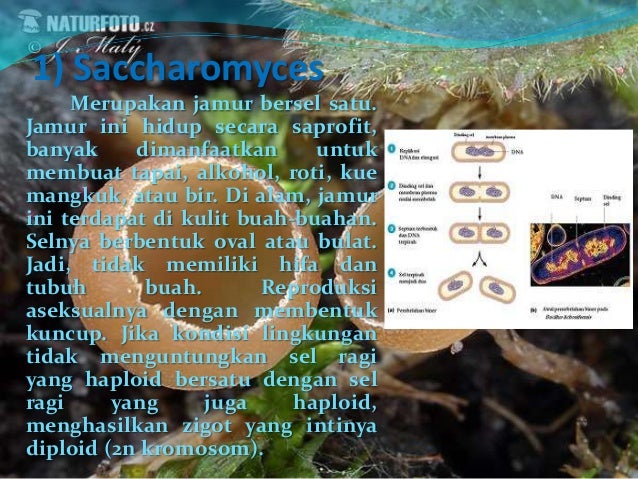 Filum ascomycota
