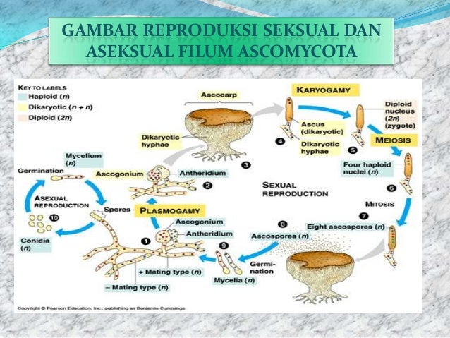 filum ascomycota filum ascomycota