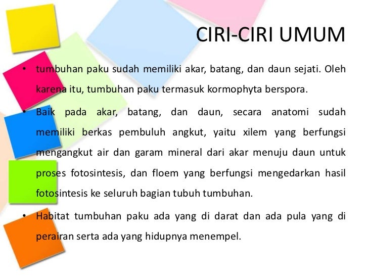 tumbuhan paku
