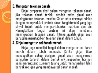 3. Mengatur tekanan darah
Ginjal berperan aktif dalam mengatur tekanan darah,
jika tekanan darah terlalu rendah maka ginjal akan
meningkatkan tekanan tersebut.Salah satu caranya adalah
dengan memproduksi protein darah (angiotensin) yang juga
sinyal tubuh untuk mempertahankan natrium dan air.
Meningkatkan fungsi protein ini akan membantu
meningkatkan tekanan darah. Intinya adalah ginjal akan
berusaha menstabilkan tekanan darah dalam tubuh.
4. Ginjal mengatur sel darah merah
Ginjal juga memiliki fungsi dalam mengatur sel darah
merah dalam tubuh manusia. Ketika ginjal tidak
mendapatkan cukup oksigen, ginjal akan mengirimkan
panggilan darurat dalam bentuk erythropoietin, hormon
yang merangsang sumsum tulang untuk menghasilkan lebih
banyak oksigen yang membawa sel darah merah.
 