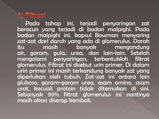Pada tahap ini, terjadi penyaringan zat
beracun yang terjadi di badan malpighi. Pada
badan malpighi ini, kapsul Bowman menyaring
zat-zat dari darah yang ada di glomerulus. Darah
itu masih banyak mengandung
air, garam, gula, urea, dan lain-lain. Setelah
mengalami penyaringan, terbentuklah filtrat
glomerulus. Filtrat ini disebut urin primer. Di dalam
urin primer ini masih terkandung banyak zat yang
diperlukan oleh tubuh. Zat-zat ini antara lain
glukosa, garam-garam urea, asam amino, asam
urat, kecuali protein tidak ditemukan di sini.
Sebanyak 99% filtrat glomerulus ini nantinya
masih akan diserap kembali.
 