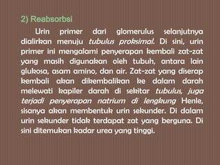 Urin primer dari glomerulus selanjutnya
dialirkan menuju tubulus proksimal. Di sini, urin
primer ini mengalami penyerapan kembali zat-zat
yang masih digunakan oleh tubuh, antara lain
glukosa, asam amino, dan air. Zat-zat yang diserap
kembali akan dikembalikan ke dalam darah
melewati kapiler darah di sekitar tubulus, juga
terjadi penyerapan natrium di lengkung Henle,
sisanya akan membentuk urin sekunder. Di dalam
urin sekunder tidak terdapat zat yang berguna. Di
sini ditemukan kadar urea yang tinggi.
 