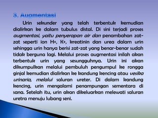 Urin sekunder yang telah terbentuk kemudian
dialirkan ke dalam tubulus distal. Di sini terjadi proses
augmentasi, yaitu penyerapan air dan penambahan zat-
zat seperti ion H+, K+, kreatinin dan urea dalam urin
sehingga urin hanya berisi zat-zat yang benar-benar sudah
tidak berguna lagi. Melalui proses augmentasi inilah akan
terbentuk urin yang sesungguhnya. Urin ini akan
dikumpulkan melalui pembuluh pengumpul ke rongga
ginjal kemudian dialirkan ke kandung kencing atau vesika
urinaria, melalui saluran ureter. Di dalam kandung
kencing, urin mengalami penampungan sementara di
sana. Setelah itu, urin akan dikeluarkan melewati saluran
uretra menuju lubang seni.
 
