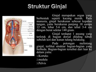 Ginjal merupakan organ yang
berbentuk seperti kacang merah. Pada
manusia, ginjal berukuran sebesar kepalan
tangan, yaitu berukuran panjang 10 sampa
12 cm, lebar 5-6 cm, dan tebal 3-4 cm
dengan berat sekitar 140 gram.
Ginjal terdapat 1 pasang yang
terletak di bagian dorsal dinding tubuh
sebelah kiri dan kanan tulang belakang.
Pada potongan melintang
ginjal, terlihat struktur bagian-bagian yang
berbeda. Bagian-bagian tersebut dari luar ke
dalam yaitu:
1.Korteks
2.medula
3.Pelvis
 