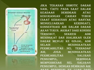 Jika tekanan osmotic darah
naik, yaitu pada saat dalam
keadaan dehidrasi atau
kekurangan cairan tubuh
(saat kehausan atau banyak
mengeluarkan keringat),
konsentrasi air dalam darah
akan turun. Akibat dari kondisi
tersebut, sekresi ADH
meningkat dan dialirkan oleh
darah menuju ke ginjal. ADH
selain meningkatkan
permeabilitas sel terhadap
air, juga meningkatkan
permeabilitas saluran
pengumpul, sehingga
memperbesar sel saluran
pengumpul. Dengan demikian air
 