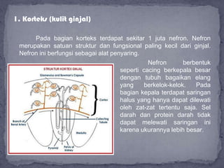1. Korteks (kulit ginjal)
Pada bagian korteks terdapat sekitar 1 juta nefron. Nefron
merupakan satuan struktur dan fungsional paling kecil dari ginjal.
Nefron ini berfungsi sebagai alat penyaring.
Nefron berbentuk
seperti cacing berkepala besar
dengan tubuh bagaikan elang
yang berkelok-kelok. Pada
bagian kepala terdapat saringan
halus yang hanya dapat dilewati
oleh zat-zat tertentu saja. Sel
darah dan protein darah tidak
dapat melewati saringan ini
karena ukurannya lebih besar.
 