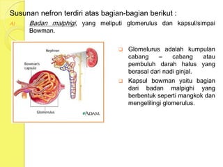 Susunan nefron terdiri atas bagian-bagian berikut :
A) Badan malphigi, yang meliputi glomerulus dan kapsul/simpai
Bowman.
 Glomelurus adalah kumpulan
cabang – cabang atau
pembuluh darah halus yang
berasal dari nadi ginjal.
 Kapsul bowman yaitu bagian
dari badan malpighi yang
berbentuk seperti mangkok dan
mengelilingi glomerulus.
 