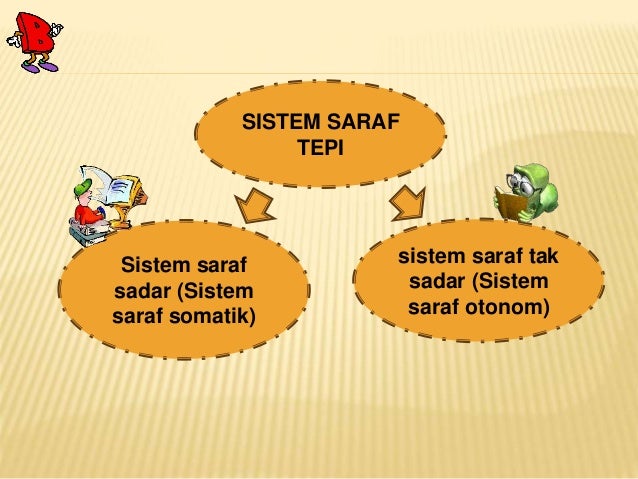 Sistem saraf pusat dan sistem saraf tepi pada manusia