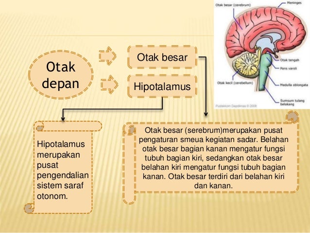 Sistem Saraf Pusat Dan Sistem Saraf Tepi Pada Manusia