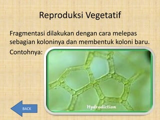Reproduksi Vegetatif
Fragmentasi dilakukan dengan cara melepas
sebagian koloninya dan membentuk koloni baru.
Contohnya:




    BACK
 