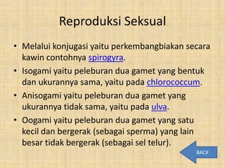 Reproduksi Seksual
• Melalui konjugasi yaitu perkembangbiakan secara
  kawin contohnya spirogyra.
• Isogami yaitu peleburan dua gamet yang bentuk
  dan ukurannya sama, yaitu pada chlorococcum.
• Anisogami yaitu peleburan dua gamet yang
  ukurannya tidak sama, yaitu pada ulva.
• Oogami yaitu peleburan dua gamet yang satu
  kecil dan bergerak (sebagai sperma) yang lain
  besar tidak bergerak (sebagai sel telur).
                                             BACK
 