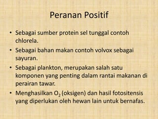 Peranan Positif
• Sebagai sumber protein sel tunggal contoh
  chlorela.
• Sebagai bahan makan contoh volvox sebagai
  sayuran.
• Sebagai plankton, merupakan salah satu
  komponen yang penting dalam rantai makanan di
  perairan tawar.
• Menghasilkan O2 (oksigen) dan hasil fotositensis
  yang diperlukan oleh hewan lain untuk bernafas.
 
