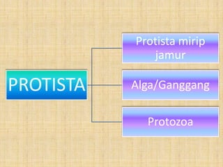 Protista mirip
              jamur

PROTISTA   Alga/Ganggang

             Protozoa
 