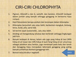 CIRI-CIRI CHLOROPHYTA
1.   Pigmen, khlorofil a dan b, santofil, dan karoten, khlorofil terdapat
     dalam jumlah yang banyak sehingga ganggang ini berwarna hijau
     rumput.
2.   Hasil fotosintesis berupa amilum dan tersimpan dalam khloroplas.
3.   Khloroplas berjumlah satu atau lebih; berbentuk mangkuk, bintang,
     lensa, bulat, pita, spiral dsb.
4.   Sel berinti sejati (eukariotik) , satu atau lebih.
5.   Dinding sel mengandung selulose dan berlendir sehingga lingkungan
     jadi licin.
6.   Banyak terdapat di danau, kolam ada juga yang hidup di laut (90%
     hidup di air tawar dan 10% hidup di laut) Yang hidup di air umumnya
     sebagai plankton atau bentos, juga menempel pada batu dan tanah
     dan Ganggang hijau merupakan kelompok ganggang yang paling
     banyak jumlahnya diantara gangganga lain.
7.   Bentuk talus/struktur vegetatif.                                BACK
 