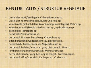 BENTUK TALUS / STRUKTUR VEGETATIF
•   uniseluler motil/berflagela: Chlamydomonas sp.
•   uniseluler nonmotil/kokoid/bulat: Chlorella sp.
•   koloni motil (sel-sel dalam koloni mempunyai flagela): Volvox sp.
•   koloni nonmotil (kokoid : Pediastrum sp., Hydrodictyon sp.
•   palmeloid: Tetraspora sp.
•   dendroid: Prasinocladus sp.
•   berbentuk filamen: bercabang: Cladophora sp.
•   tidak bercabang: Oedogonium sp., Spirogyra sp.
•   heterotrikh: Coleochaeta sp., Stigeoclonium sp.
•   berbentuk helaian/lembaran yang distromatik: Ulva sp.
•   lembaran yang monostromatik: Monostroma sp.
•   berbentuk silinder yang beruang di tengah: Enteromorpha.
•   berbentuk sifon/spnositik: Caulerpa sp., Codium sp.
 