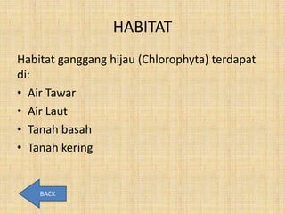 HABITAT
Habitat ganggang hijau (Chlorophyta) terdapat
di:
• Air Tawar
• Air Laut
• Tanah basah
• Tanah kering


    BACK
 