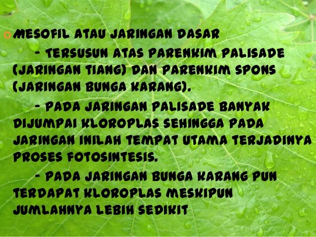 ORGAN TUMBUHAN, PROSES PEROLEHAN NUTRISI TUMBUHAN, DAN 