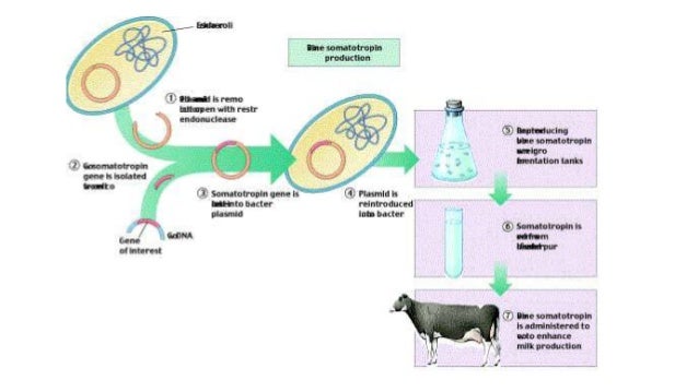 jarak pemberian obat cacing pada sapi Presentasi biologi hormon bst