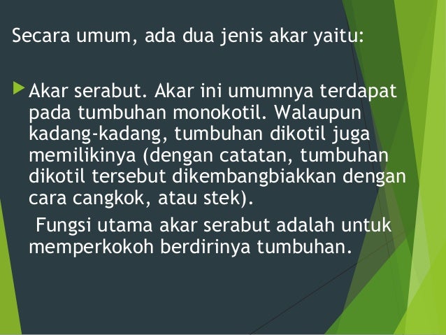 Presentasi Organ Tumbuhan Akar