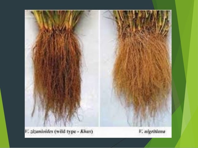 Presentasi Organ Tumbuhan Akar