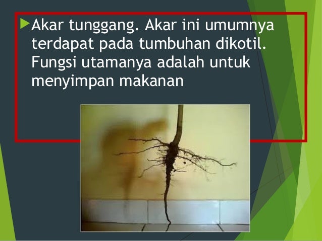 Presentasi Organ Tumbuhan Akar