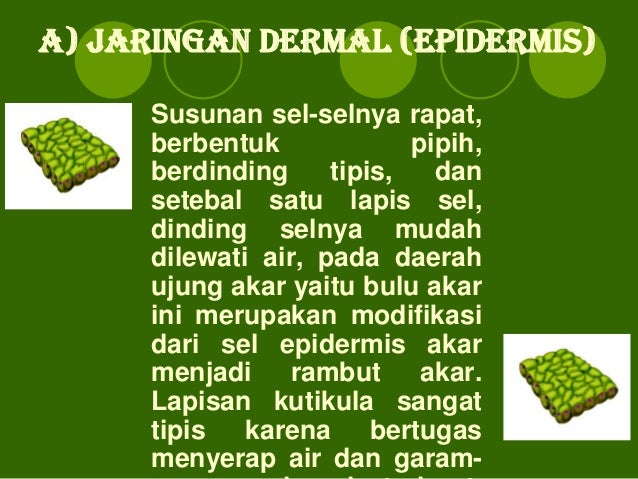 Menggambarkan dan Menjelaskan Struktur Akar Batang dan Daun Menggambarkan dan Menjelaskan Struktur Akar Batang dan Daun