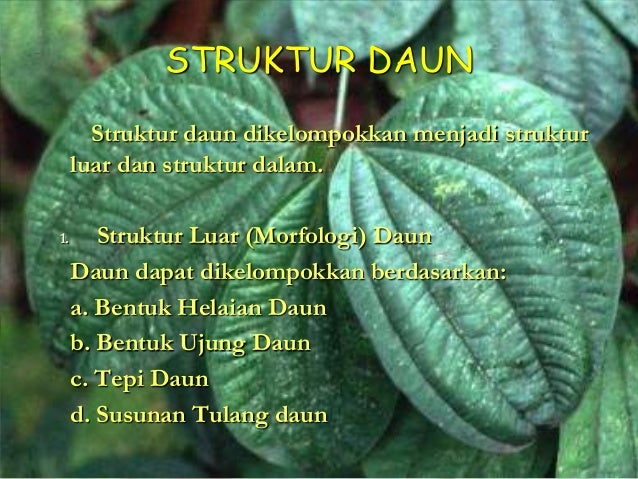 Menggambarkan dan Menjelaskan Struktur Akar Batang dan Daun