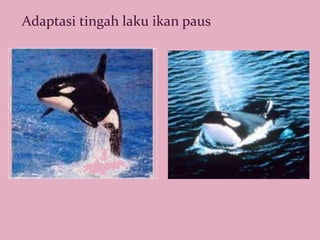 87 Koleksi Ikan Yang Hidup Di Air Laut Beradaptasi Dengan Cara HD