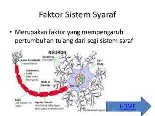 Faktor Sistem Syaraf
• Merupakan faktor yang mempengaruhi
pertumbuhan tulang dari segi sistem saraf
HOME
 