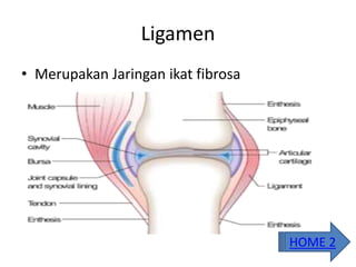 Ligamen
• Merupakan Jaringan ikat fibrosa
HOME 2
 