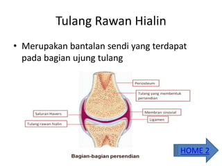 Tulang Rawan Hialin
• Merupakan bantalan sendi yang terdapat
pada bagian ujung tulang
HOME 2
 