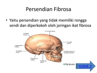 Persendian Fibrosa
• Yaitu persendian yang tidak memiliki rongga
sendi dan diperkokoh oleh jaringan ikat fibrosa
HOME 3
 