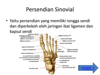 Persendian Sinovial
• Yaitu persendian yang memiliki rongga sendi
dan diperkokoh oleh jaringan ikat ligamen dan
kapsul sendi
HOME 3
 